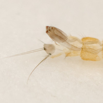 Larva tail detail 5603 (V70)