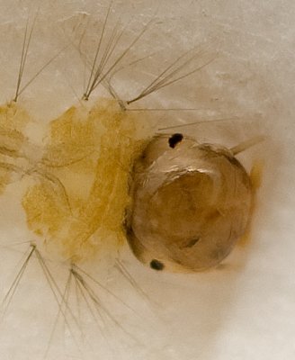 Larva head detail 5621 (V70)