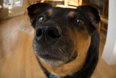 Dog nose 4552 (V67)