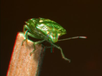 Stingkbug on stick 6253