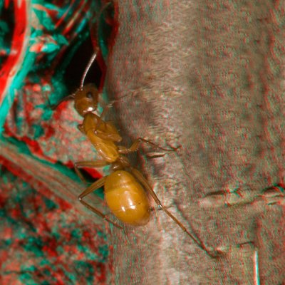 Red ant 6391.jpg