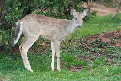 Deer in the yard 0193 (V50)