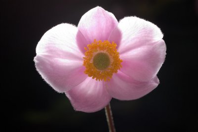 Flower back-lit 2484 (V59)