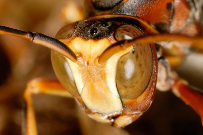 Wasp 2539 face closeup (V59)
