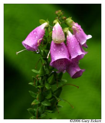 Wild Flowers