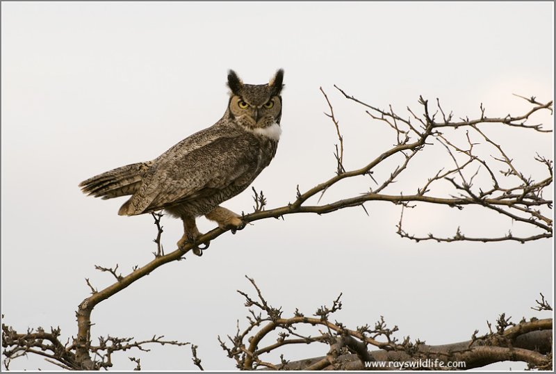 Great Horned Owl 11