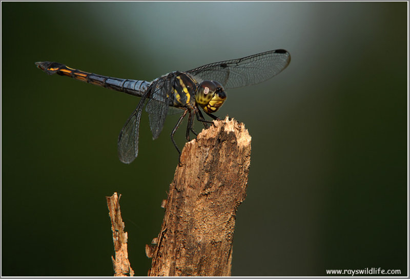 Philippine Dragonfly