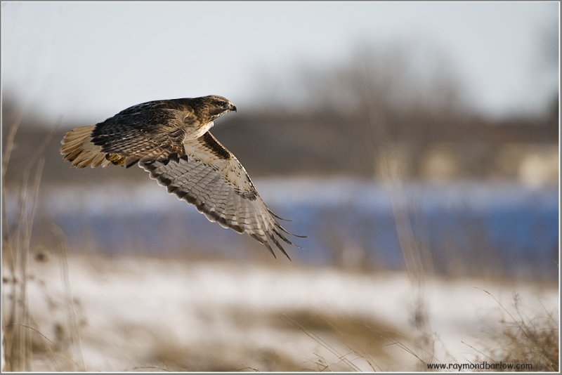 Red-tailed Hawk in Flight