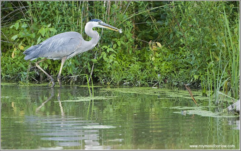 Great Blue Heron