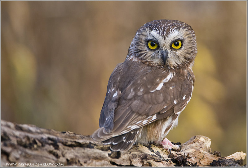 Saw-whet   (captive)