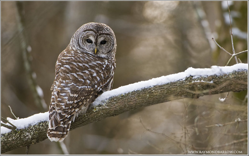 Barred Owl