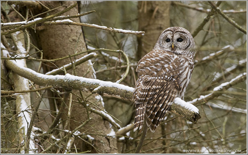 Barred Owl