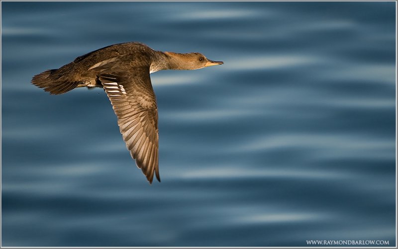 Hooded Merganser