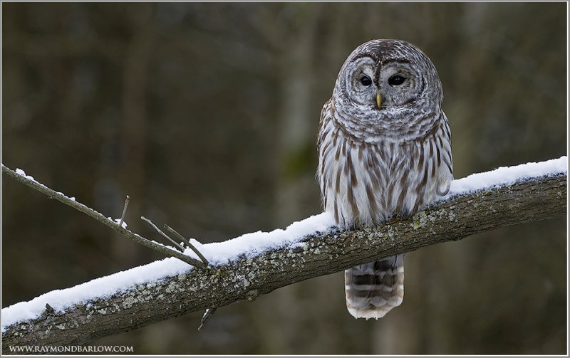 Barred Owl