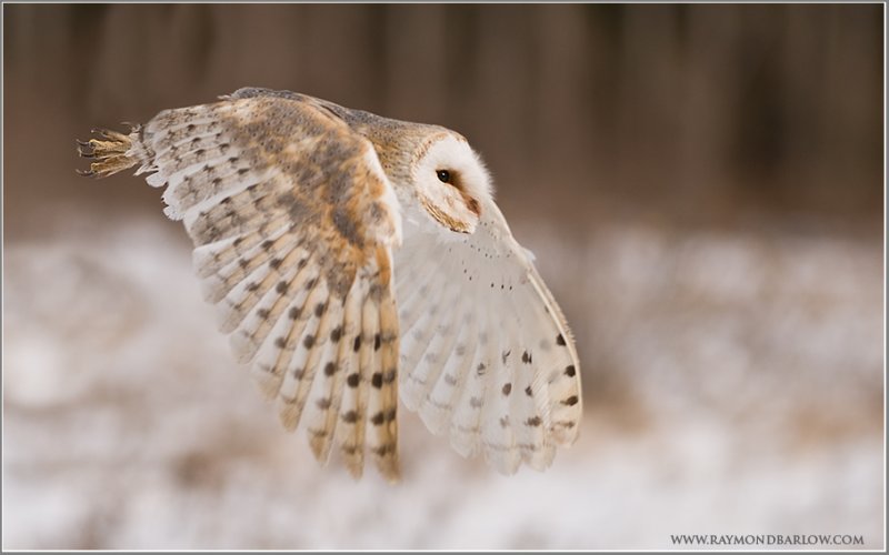 Barn Owl  (captive)