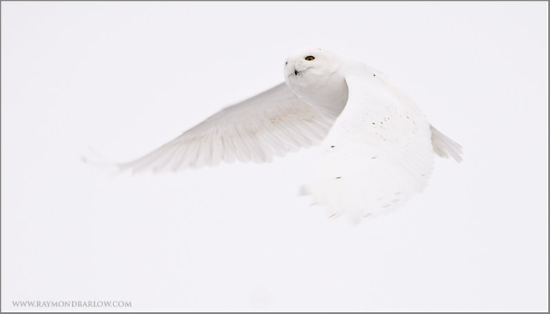 Snowy owl in Flight