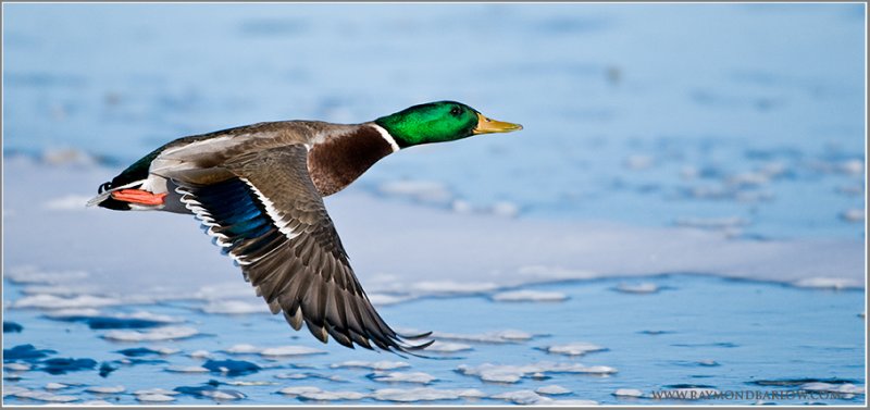  Mallard in Flight