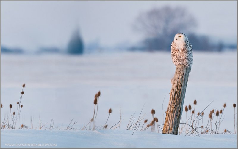 Snowy Owl on Post