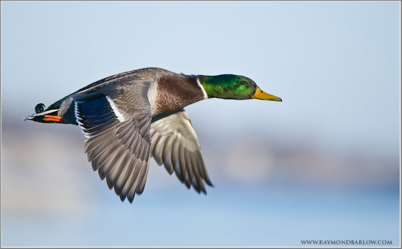  Mallard in Flight