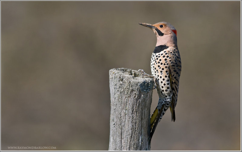 Northern Flicker