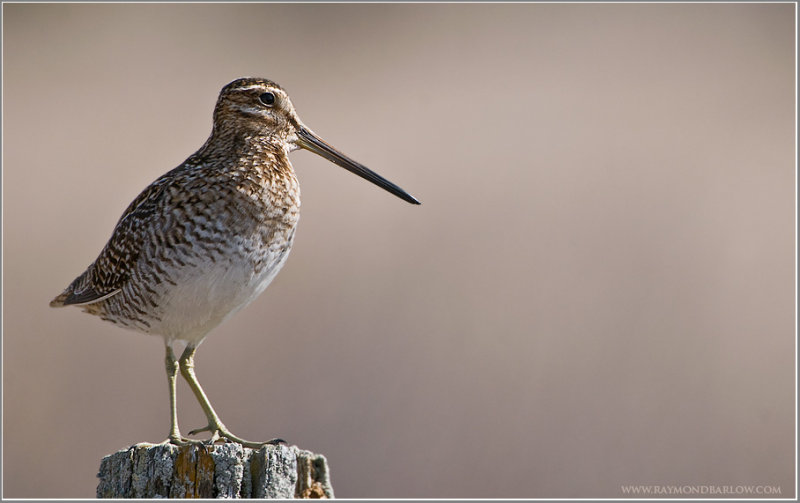Snipe