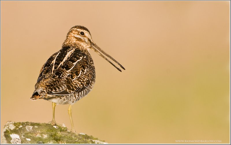 Wilsons Snipe