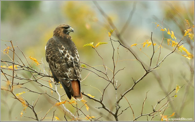 Red-tailed Hawk 106