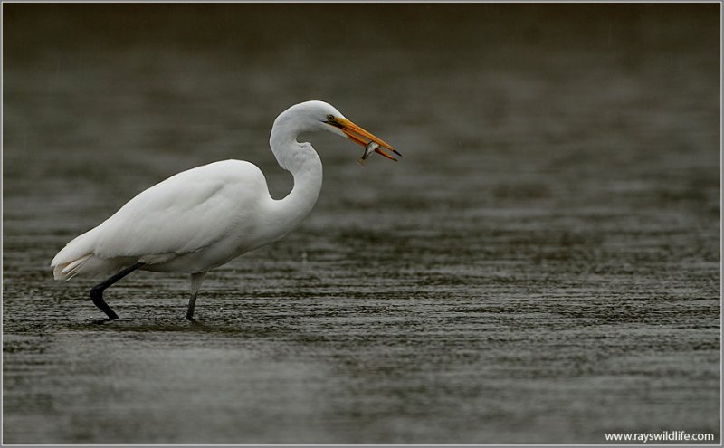 Great Egret 29