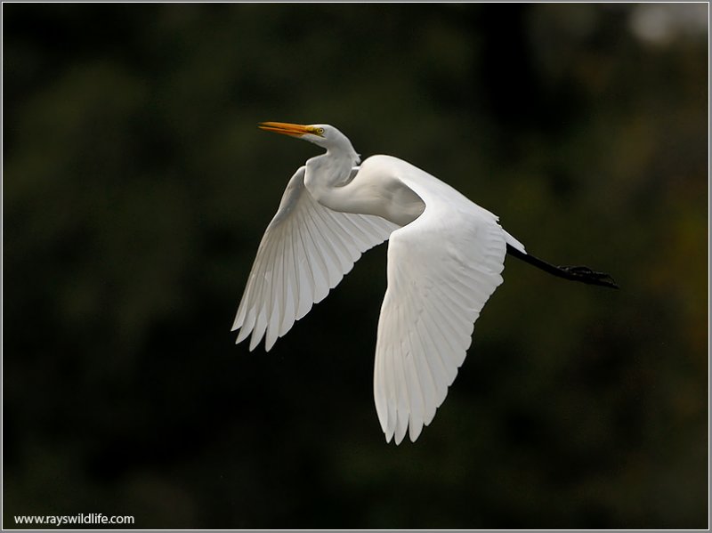 Great Egret 35