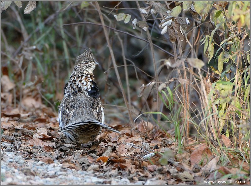 Ruffed Grouse 2