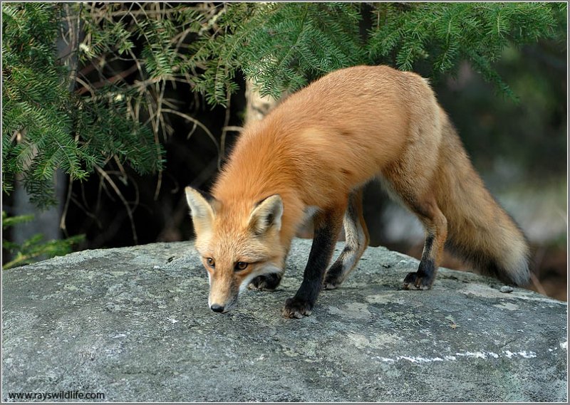 Red Fox