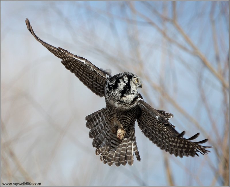 Northern Hawk Owl in Flight 18