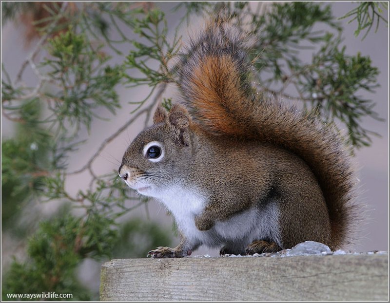 Red Squirrel