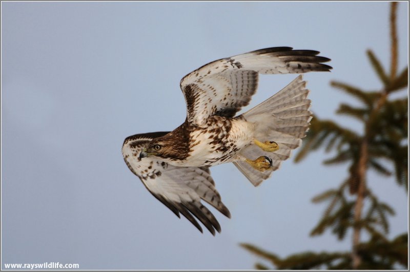 Red-tailed Hawk in Flight 191