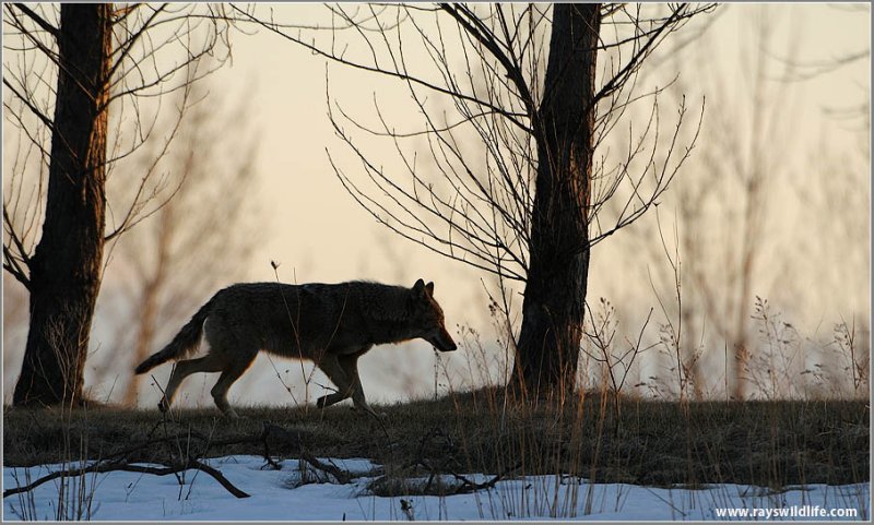 Coyote on the Run