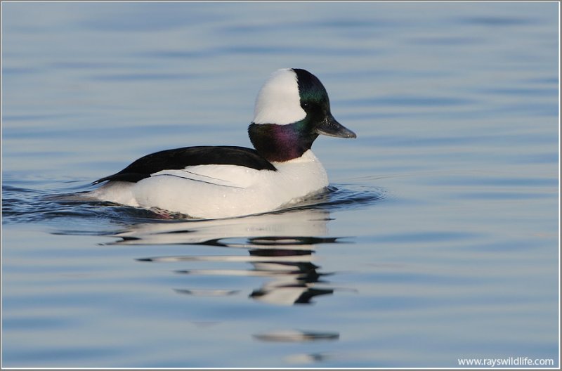 Buffleheads 19