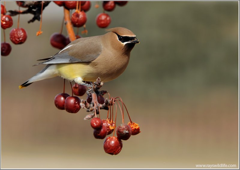 Cedar Waxwing 23