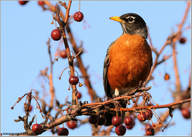 American Robin 14