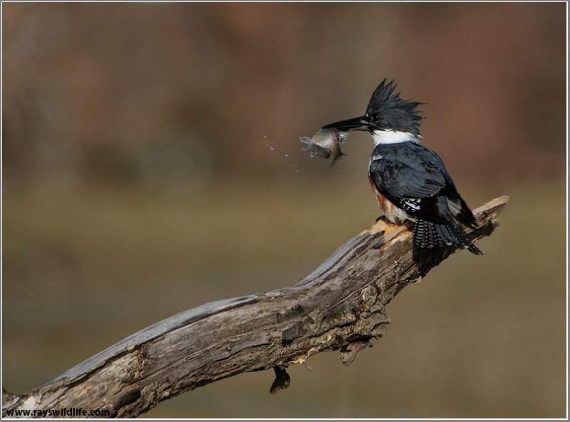 Belted Kingfisher with Breakfast 26