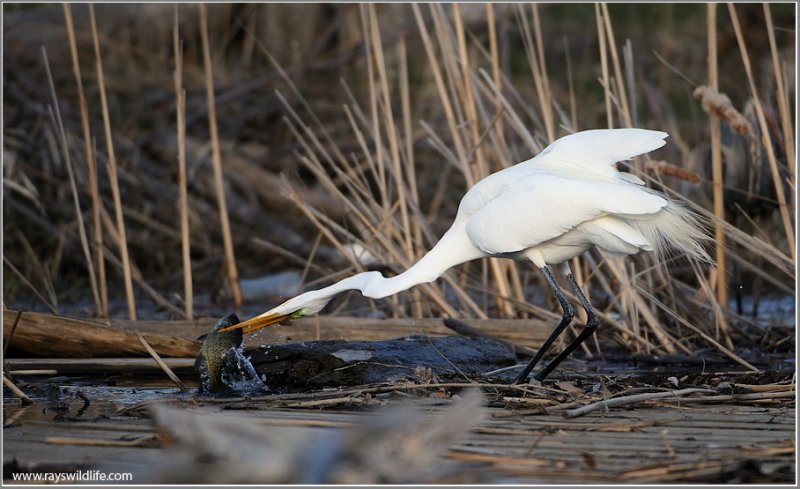Great White Egret with Dinner 46