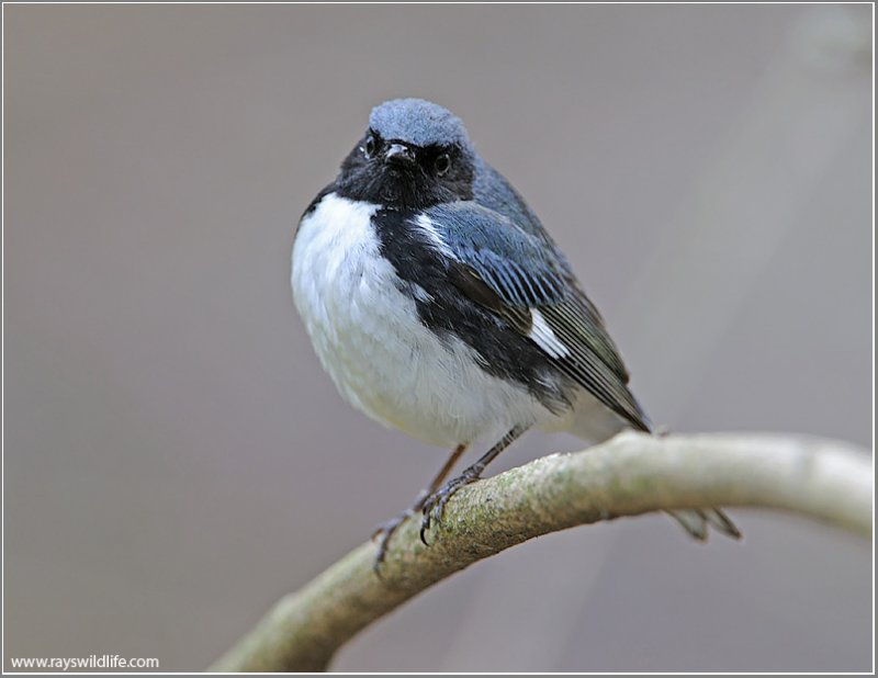 Black-throated Blue Warbler 1