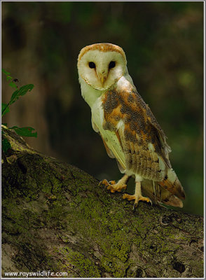 Barn Owl (captive)