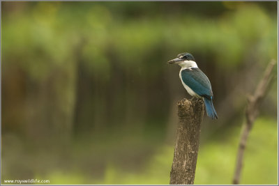Collared Kingfisher re:edit