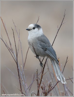 Gray Jay re:edit