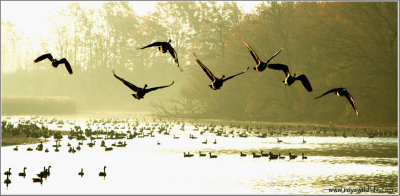 Canada Geese in Golden Light (re-edit)