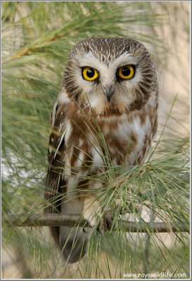 Northern Saw-whet Owl (re-edit)