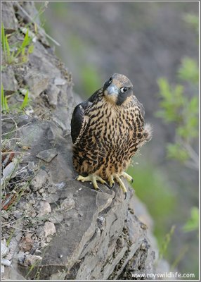 Peregrine Falcon perched 70