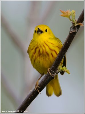 Yellow Warbler 31