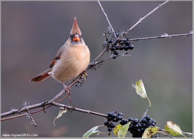 Female Northern Cardinal