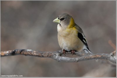 Female Evening Grosbeak